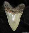 Inch Megalodon Tooth - Sharp Tip & Serrations #1530-2